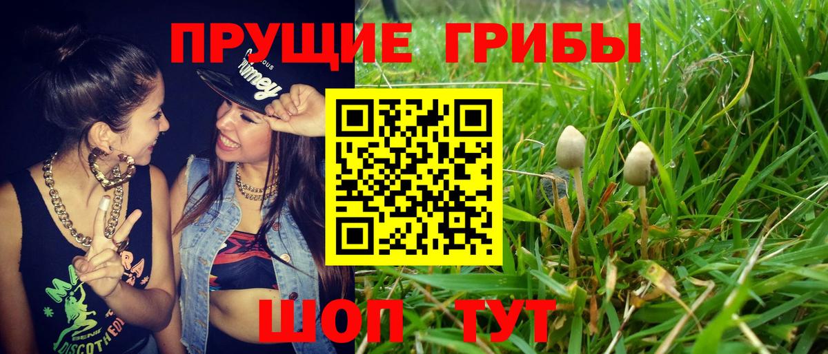 Псилоцибиновые грибы прущие грибы  Азнакаево  цена наркотик  Псилоцибиновые грибы GOLDEN TEACHER 